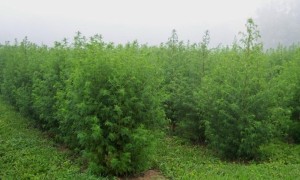 Artemisia annua - la piantagione