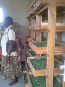 L'essicazione d'artemisiain Tanzania