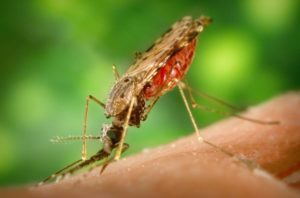Komar z rodzaju Anopheles, wektor przenoszący malarię. /źródło: wiki (domena publiczna) 